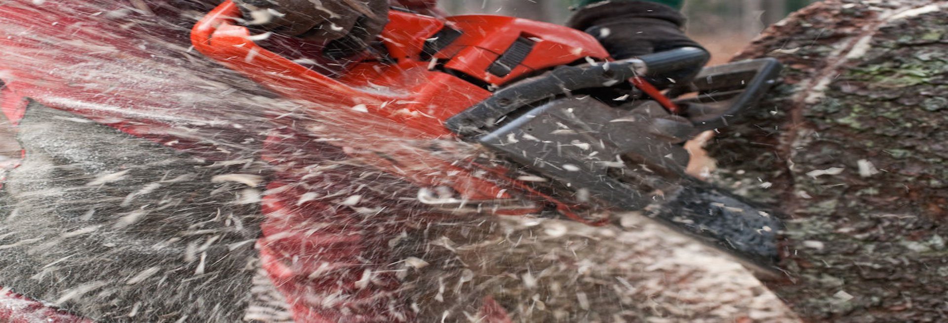 Toronto Tree Removal